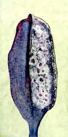 Gilles ARNOULD - PEINTURES graines extraits.003.jpeg