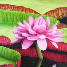 Aline BELLIARD - Victoria amazonica.png
