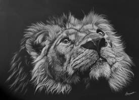 Virginie BOISGERAULT - Regard Royal