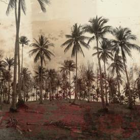 Thierry BOITIER - Red palm grove copie.jpg