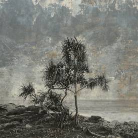 Thierry BOITIER - Lonely pandanus copie.jpg