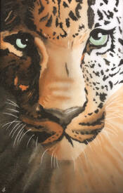 laurence CANICAVE - Le léopard (impression sur aluminium disponible)