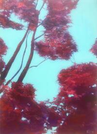 Humbertine CHALMIN - Cimes n°3 100x73cm.jpeg