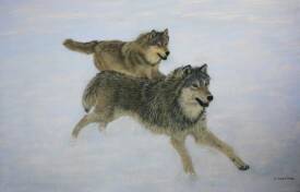 Jacqueline CLARISSE - Loups - pastel painting -wildlife- fineart - commande - commission - peinture - animaux sauvages -faune sauvage - jacqueline clarisse -.JPG