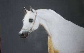 Jacqueline CLARISSE - pastel-pur sang arabe-fineart-peintre-animalier-portrait animalier -portrait chiens- chevaux - immortaliser - oeuvre d'art - jacqueline clarisse.JPG