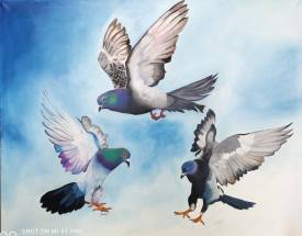 Sylvie CONTRERAS - 154 PIGEONS.jpg