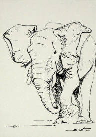 Elsa Ducourret - Eléphant