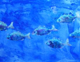 Didier GRARE - Les Dorades.psd II.psd