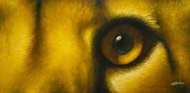 Stéphane ILLAND - Cheetah