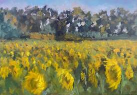 Justyna LUDORF - Champs de Tournesols