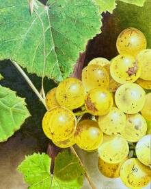 Patricia LUSTRE - Vendange en lumière