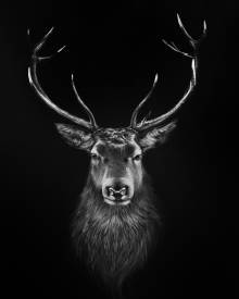  LŸNN - cerf.jpg