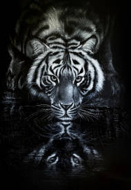  LŸNN - tigre xxl.jpeg