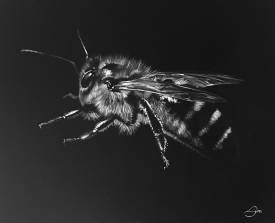  LŸNN - abeille.jpg