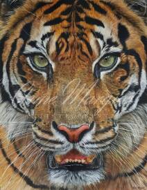 Anne MARGUET - Dans les Yeux d'Indrah - Tigre de Sumatra.jpg