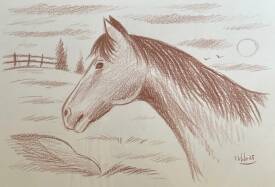 Calogero-Lilo dit Mister Lilo - Horse Brown