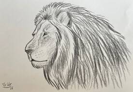 Calogero-Lilo dit Mister Lilo - The Black Lion