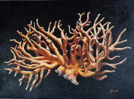 Antonella NOCIVELLI - 2023 - CORAIL - huile sur toile 50x70.jpg