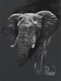 Nicolas PLANSON - Letaba