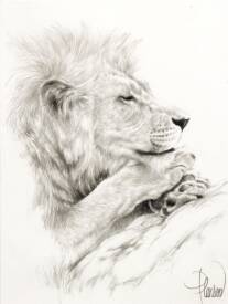 Nicolas PLANSON - Sweni - Encre sur papier aquarelle - 30x40cm - 2025.jpg