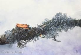 Claire TRAGEL - DES LICHENS