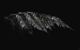 Myriam VÉJUS - Série "Dark Light" État de Matière, DL42 Forêt Tropicale, Guadeloupe, FWI.