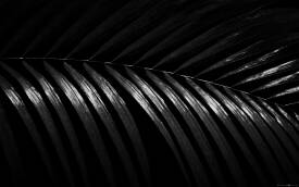 Myriam VÉJUS - Série "Dark Light" État de Matière, DL58, Forêt Tropicale, Guadeloupe, FWI
