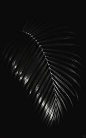 Myriam VÉJUS - Série "Dark Light" État de Matière, DL43 Forêt Tropicale, Guadeloupe, FWI.