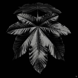 Myriam VÉJUS - Série "Dark Light" État de Lumière, DL4 Forêt Tropicale, Guadeloupe, FWI.