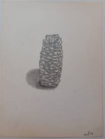Sylvain ZABETH - 1979 16crayon sur papier 24x32cm (pomme de pin).jpg